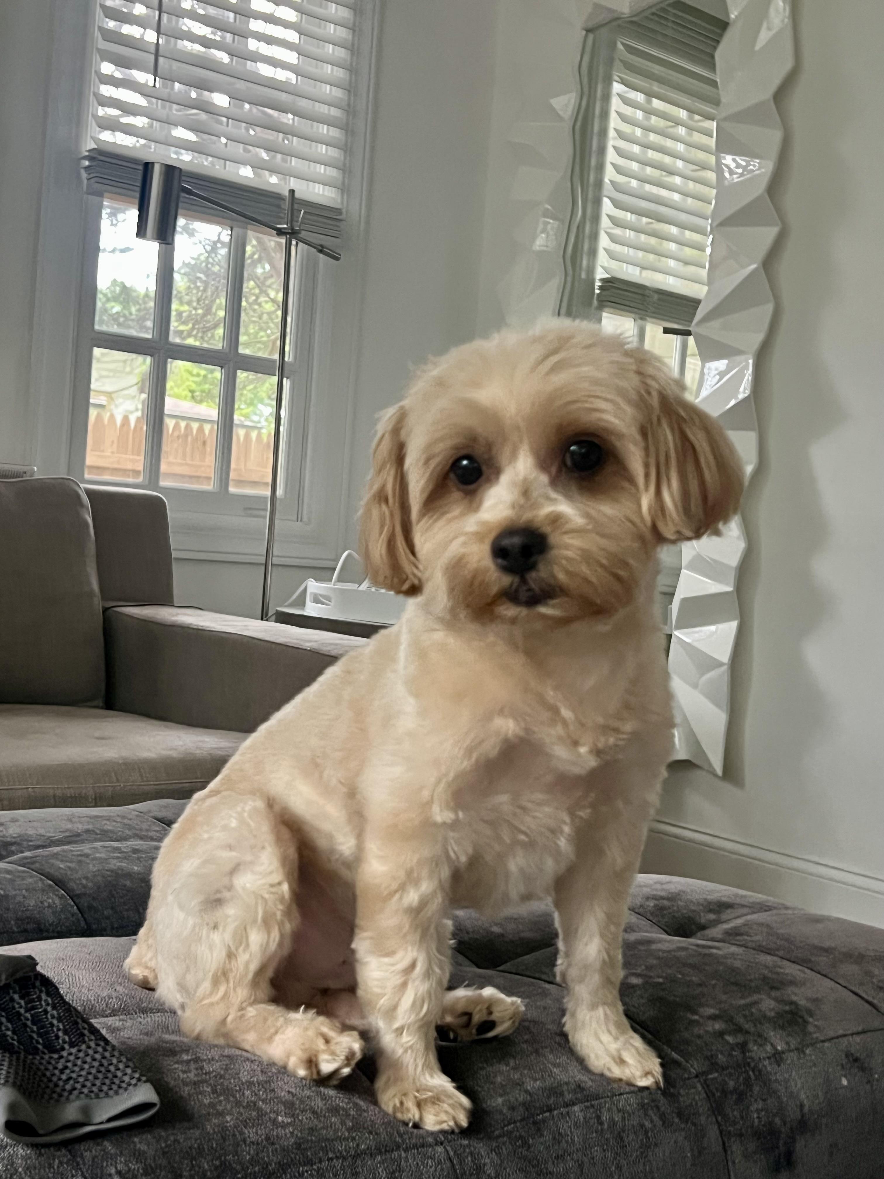 Louie, Adoptable, Adult Male Shih Tzu & Maltese.