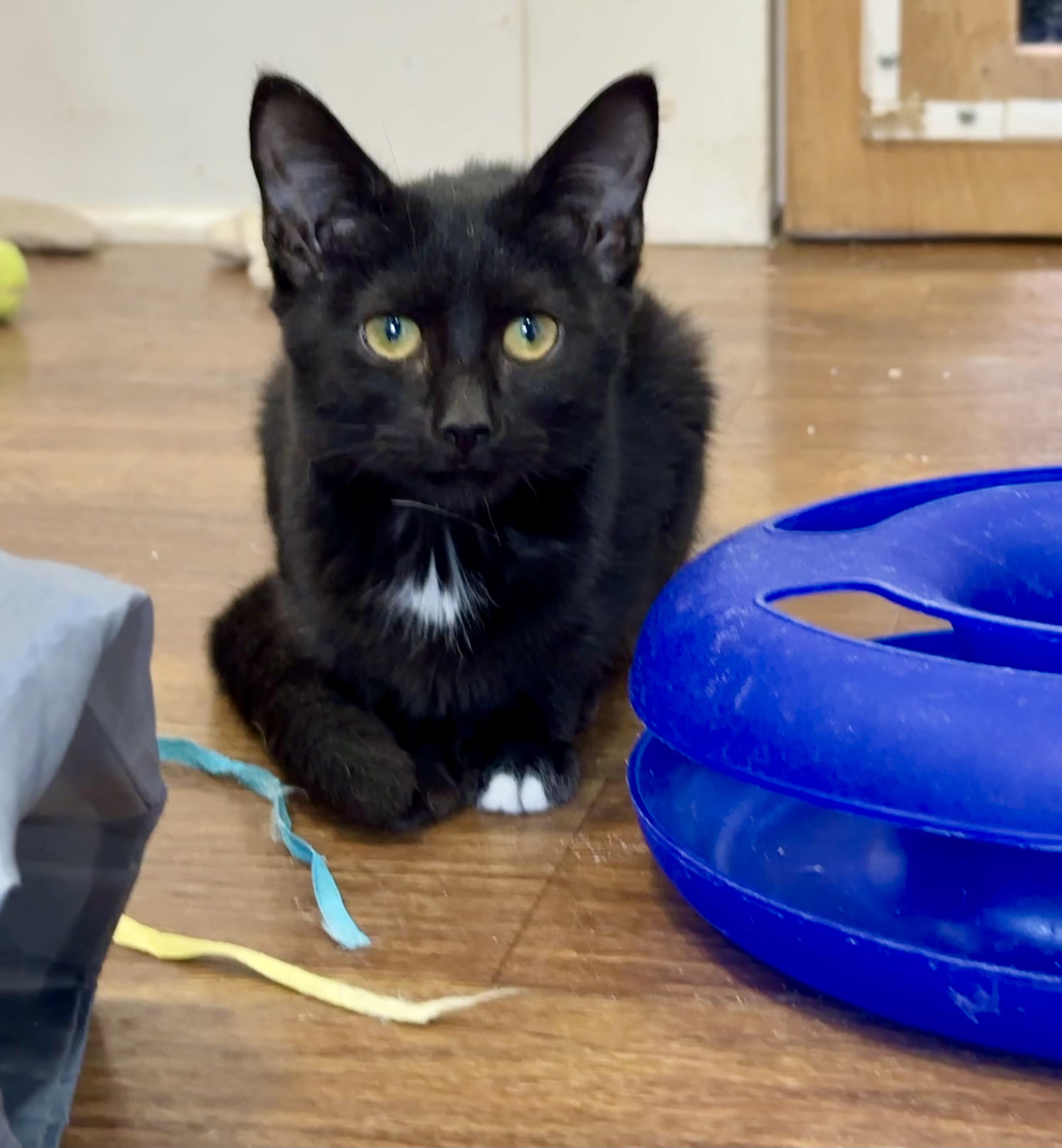 Boo, Adoptable, Kitten Female Domestic Short Hair.