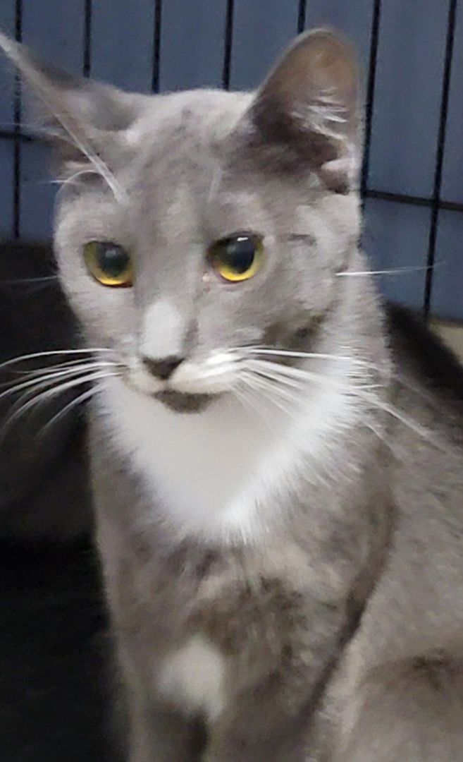 Enlarge Andy, a Adoptable mixed breed in Glen Ellyn, IL image 9/10