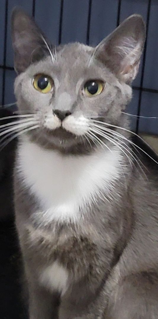 Andy, a Adoptable mixed breed in Glen Ellyn, IL image 1/10