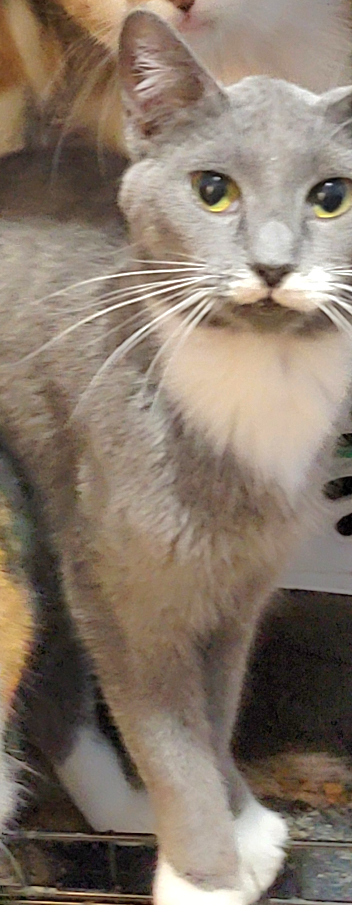 Enlarge Andy, a Adoptable mixed breed in Glen Ellyn, IL image 10/10