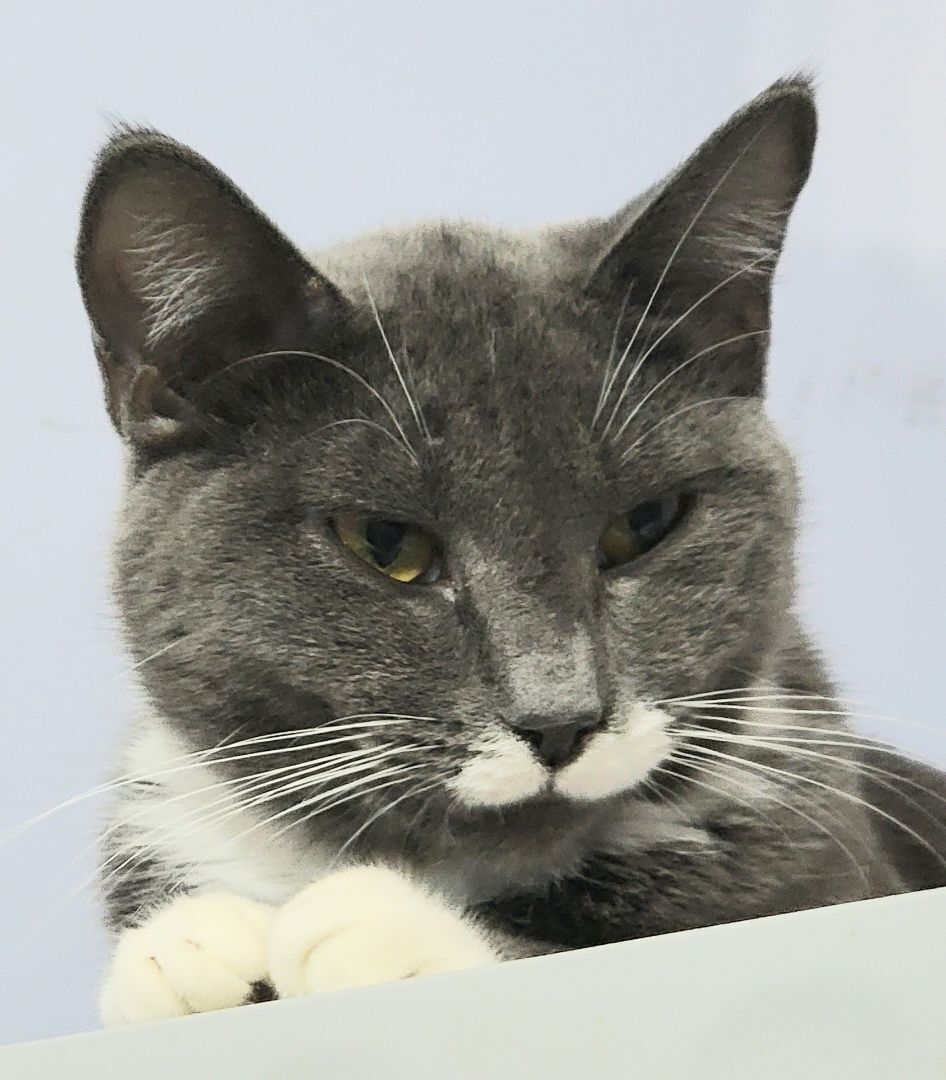 Enlarge Andy, a Adoptable mixed breed in Glen Ellyn, IL image 8/10