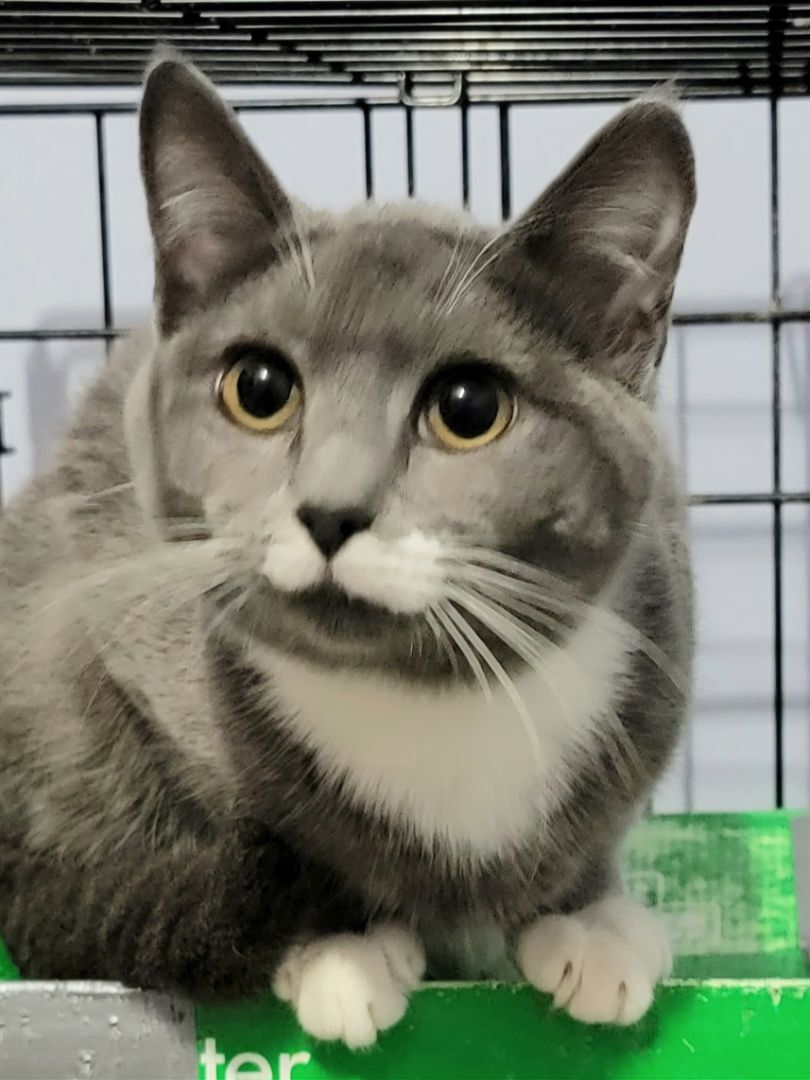 Andy, a Adoptable mixed breed in Glen Ellyn, IL image 6/10