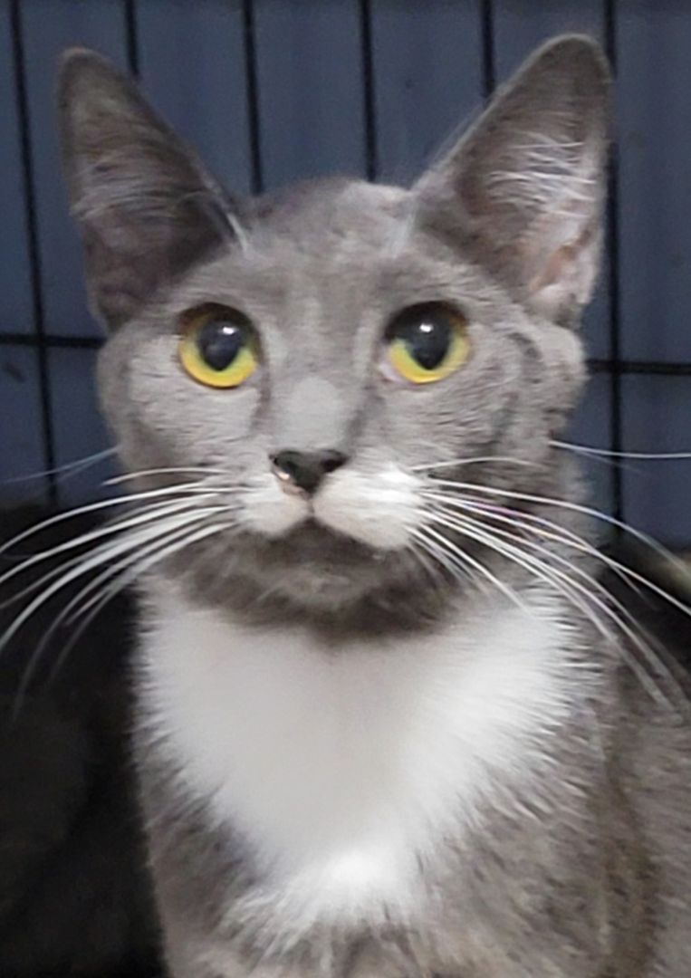 Enlarge Andy, a Adoptable mixed breed in Glen Ellyn, IL image 7/10