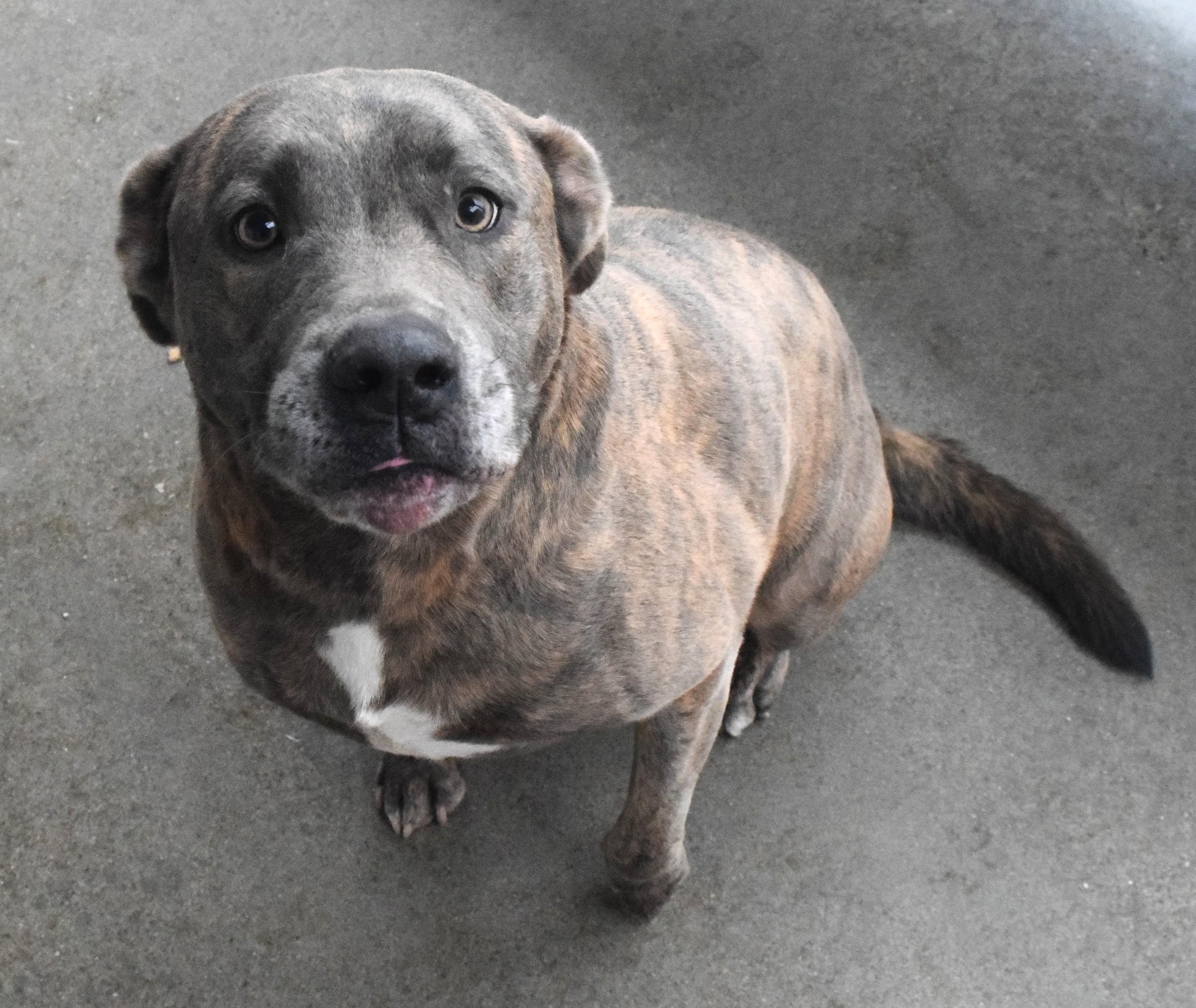 Enlarge #21965 "Ace", a ADOPTABLE mixed breed in Broken Arrow, OK image 1/1