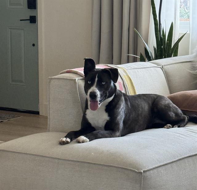 JULIETA, Adoptable, Young Female Pit Bull Terrier & Mixed Breed.