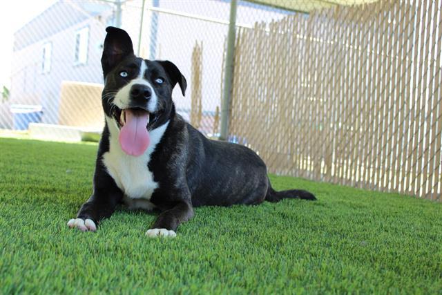 JULIETA, Adoptable, Young Female Pit Bull Terrier & Mixed Breed.