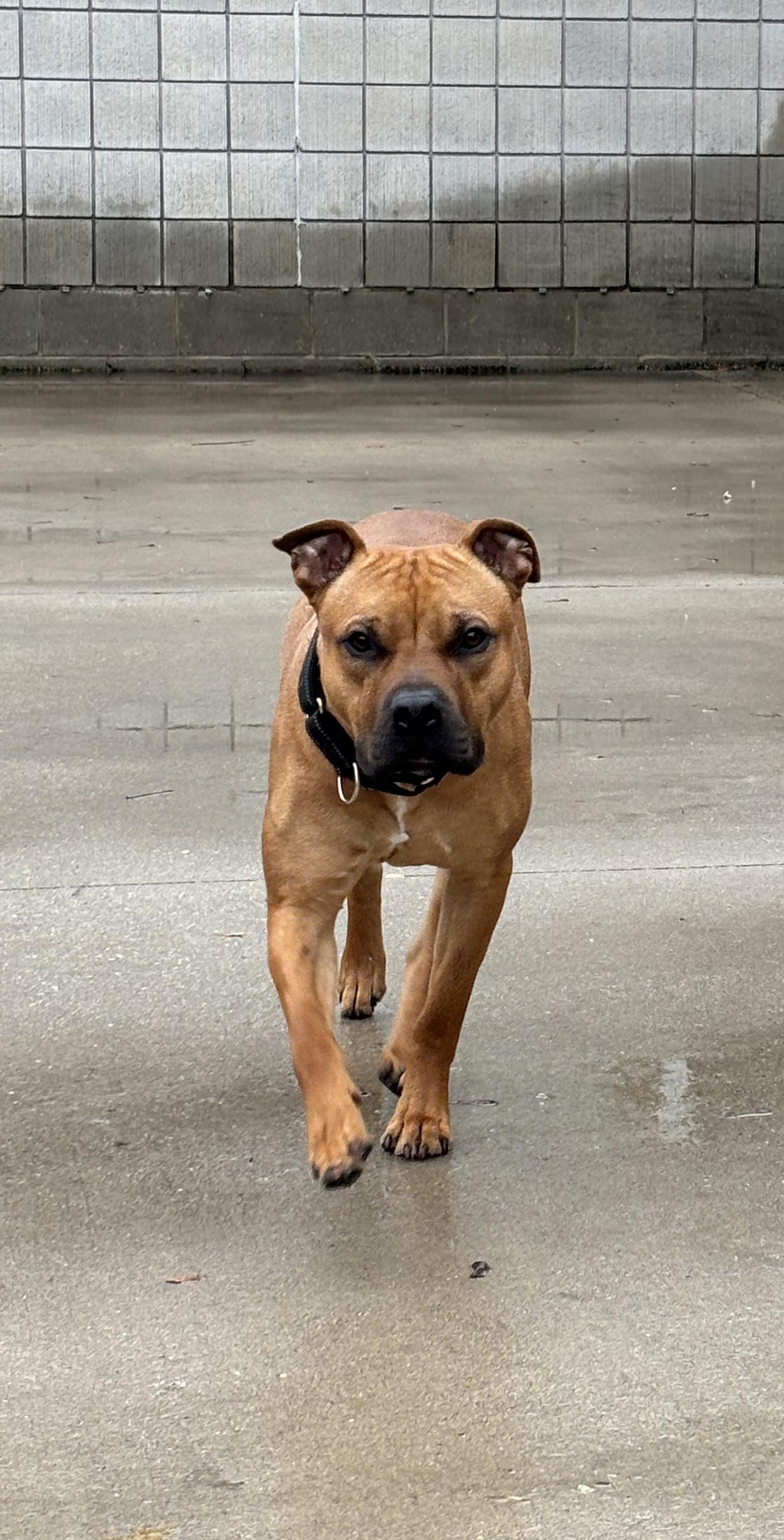 Rex, a ADOPTABLE mixed breed in Mount Pleasant, MI image 1/3