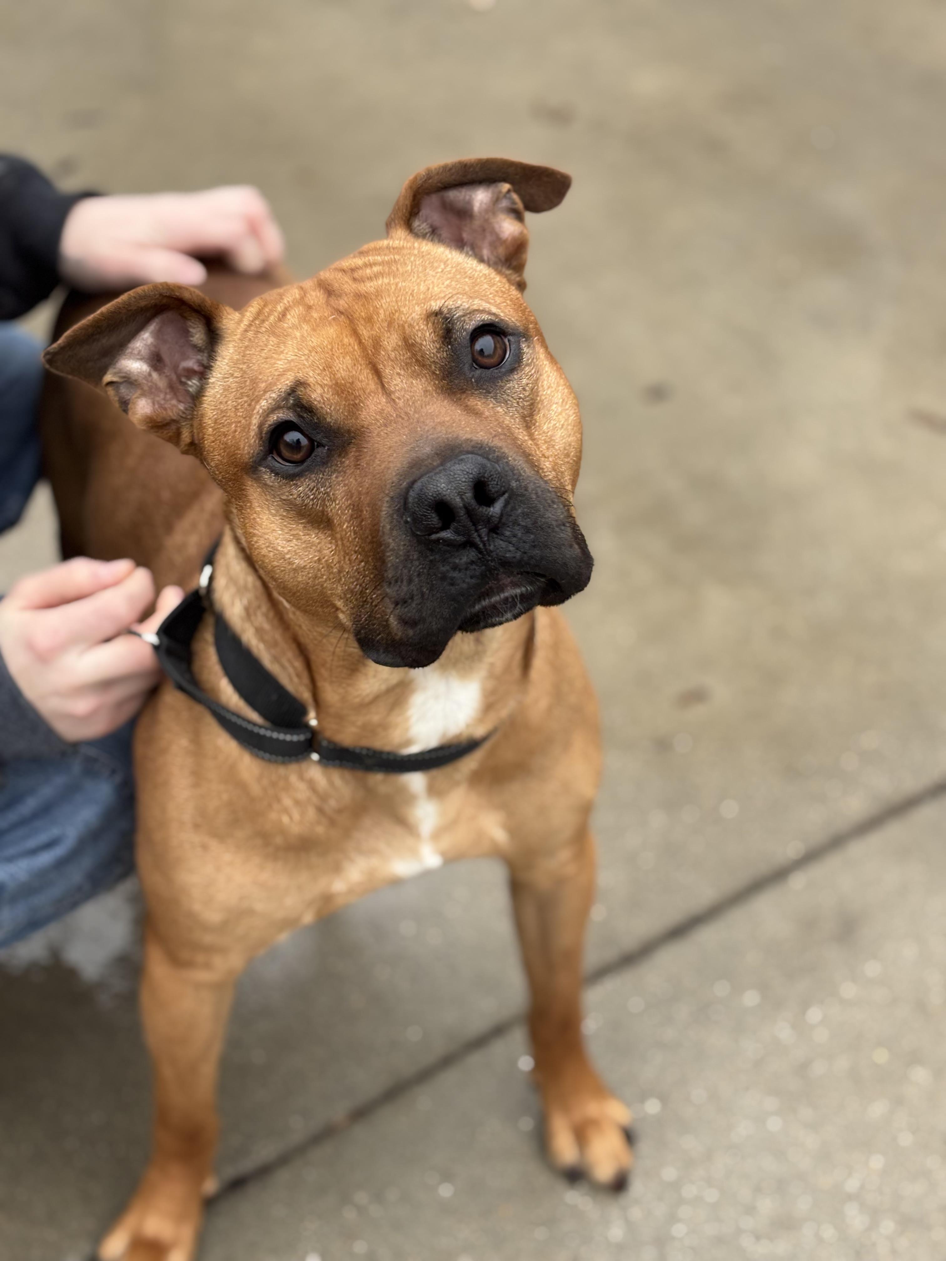 Rex, a ADOPTABLE mixed breed in Mount Pleasant, MI image 2/3