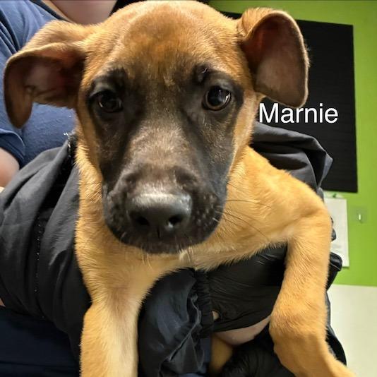 Marnie, Adoptable, Puppy Female Mixed Breed.