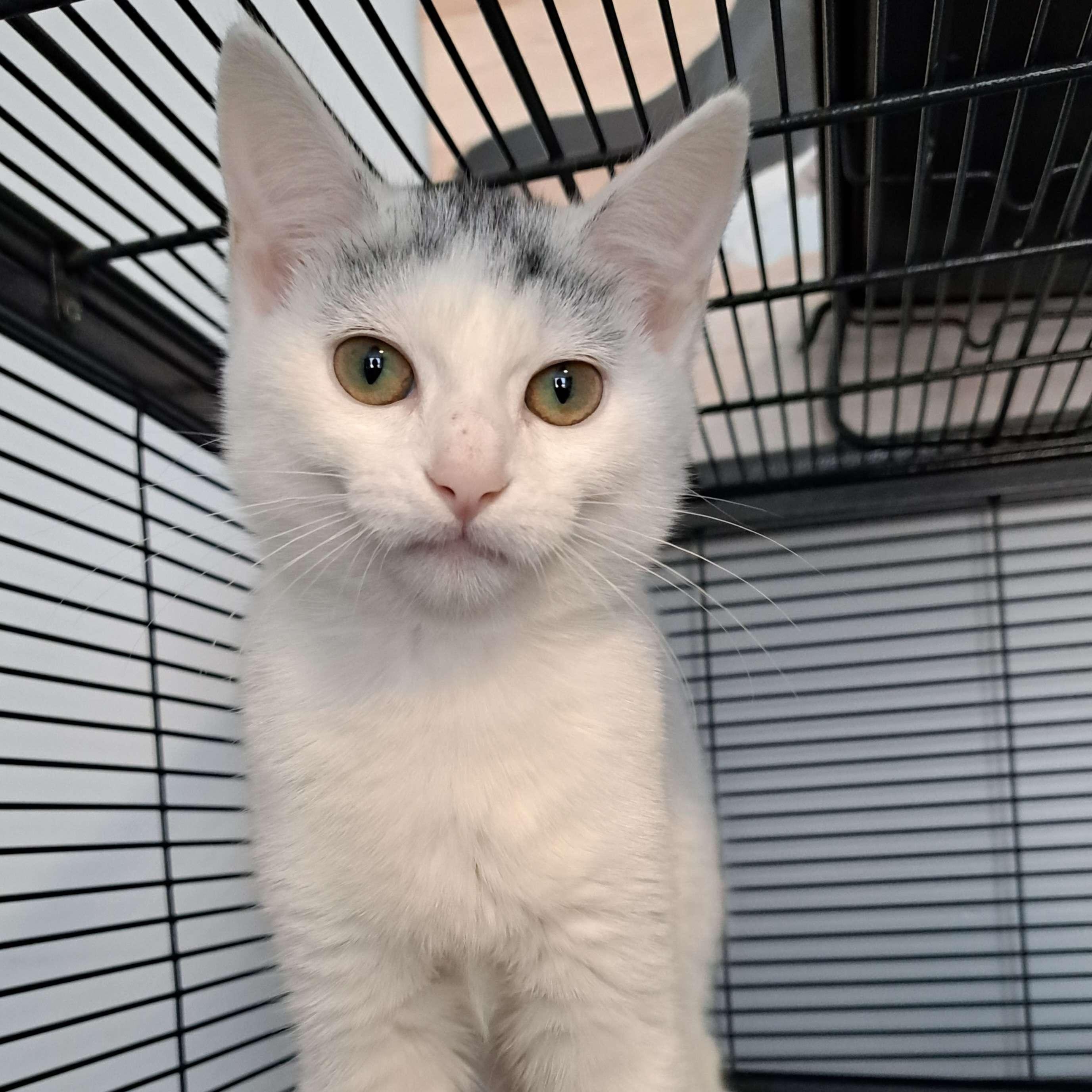 Baby Female Domestic Short Hair Gray & White, White