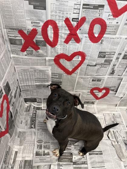 Ryker, Adoptable, Adult Male Mixed Breed & Mixed Breed.