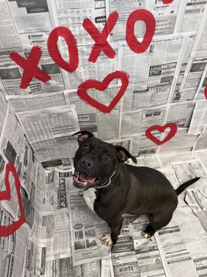 Enlarge Ryker, a Adoptable mixed breed in Lafayette, IN image 2/3