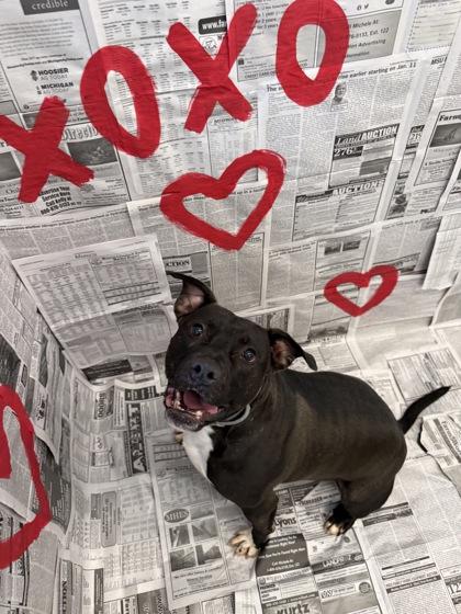 Enlarge Ryker, a Adoptable mixed breed in Lafayette, IN image 3/3