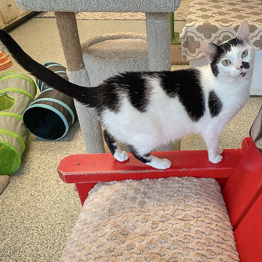 Nibbet, an adoptable Domestic Short Hair in Huntley, IL, 60142 | Photo Image 2