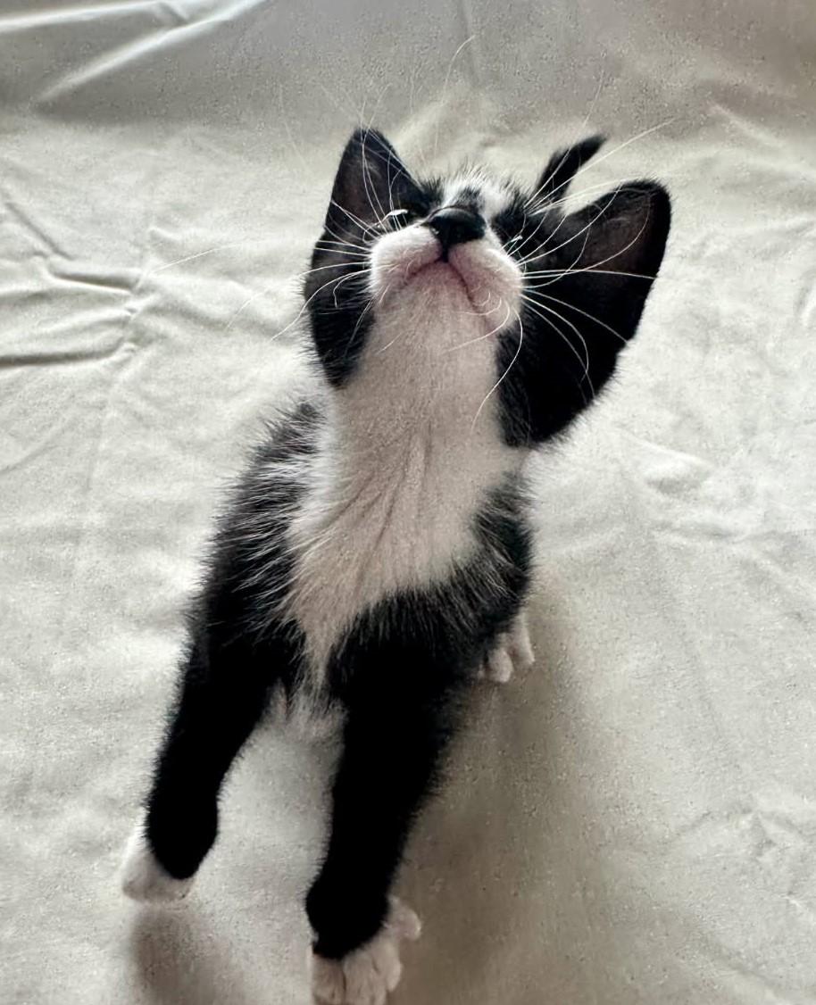 Milky Way (Bonded to Sweet Cheeks), a Adoptable Tuxedo in Ypsilanti, MI image 2/3