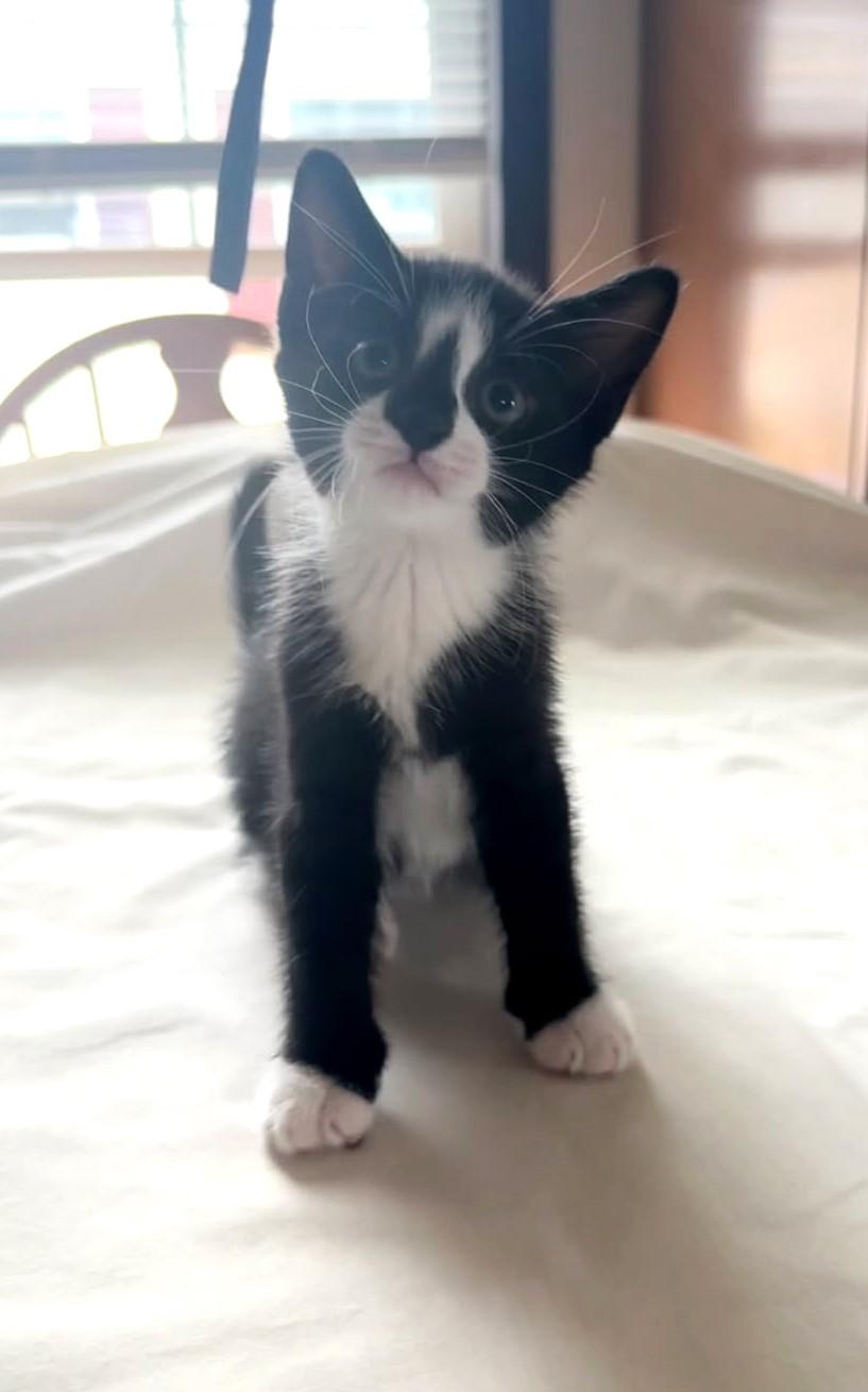Milky Way (Bonded to Sweet Cheeks), Adoptable, Kitten Female Tuxedo.