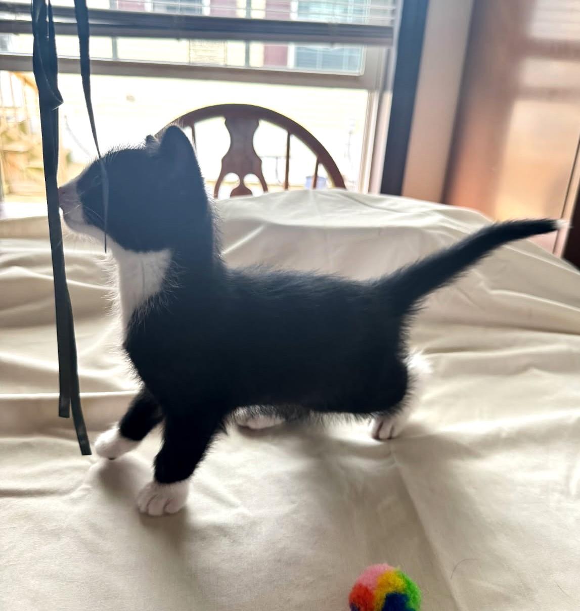 Milky Way (Bonded to Sweet Cheeks), a Adoptable Tuxedo in Ypsilanti, MI image 3/3