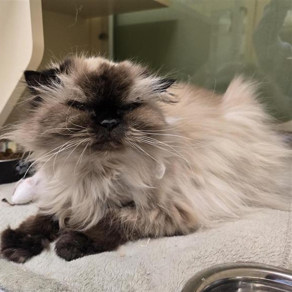 Enlarge Katherine, an adopted Himalayan in Prince Frederick, MD image 2/3