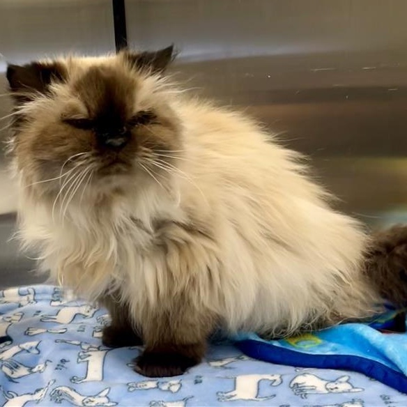 Katherine, adopted, Senior Female Himalayan.