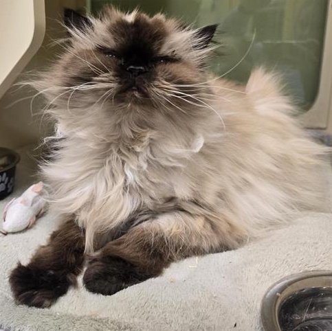 Enlarge Katherine, an adopted Himalayan in Prince Frederick, MD image 3/3