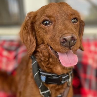 Red Max, an adoptable Goldendoodle in Memphis, TN, 38112 | Photo Image 1