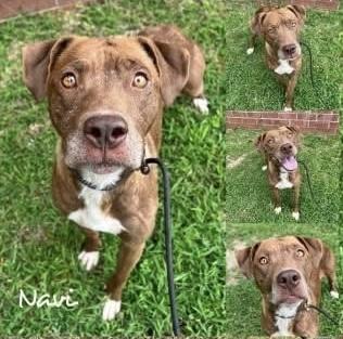 Enlarge Navi, a ADOPTABLE mixed breed in Fairhope, AL image 1/1