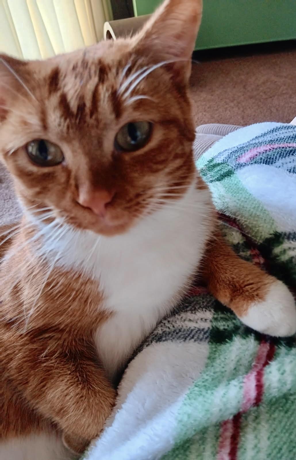 Cheddar (Orange/Ginger Female), a Adoptable Domestic Short Hair in Fairfax, VA image 2/2
