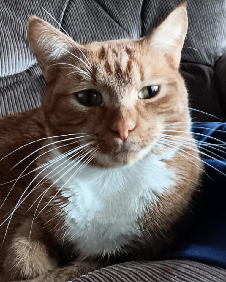 Cheddar (Orange/Ginger Female), a Adoptable Domestic Short Hair in Fairfax, VA image 1/2