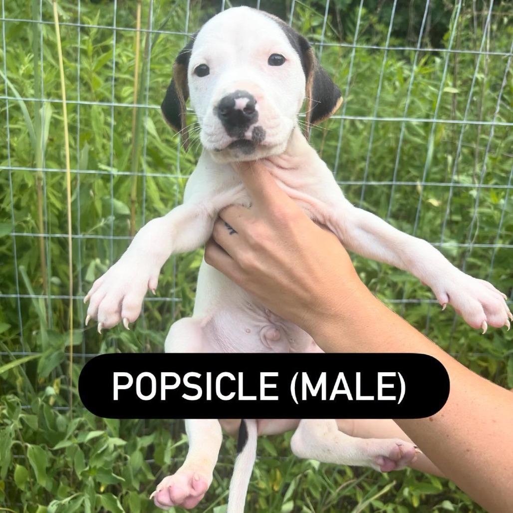 Popsicle, Adoptable, Puppy Male Hound & Mixed Breed.