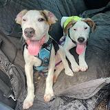 Enlarge Popsicle, a Adoptable mixed breed in North Charleston, SC image 5/6