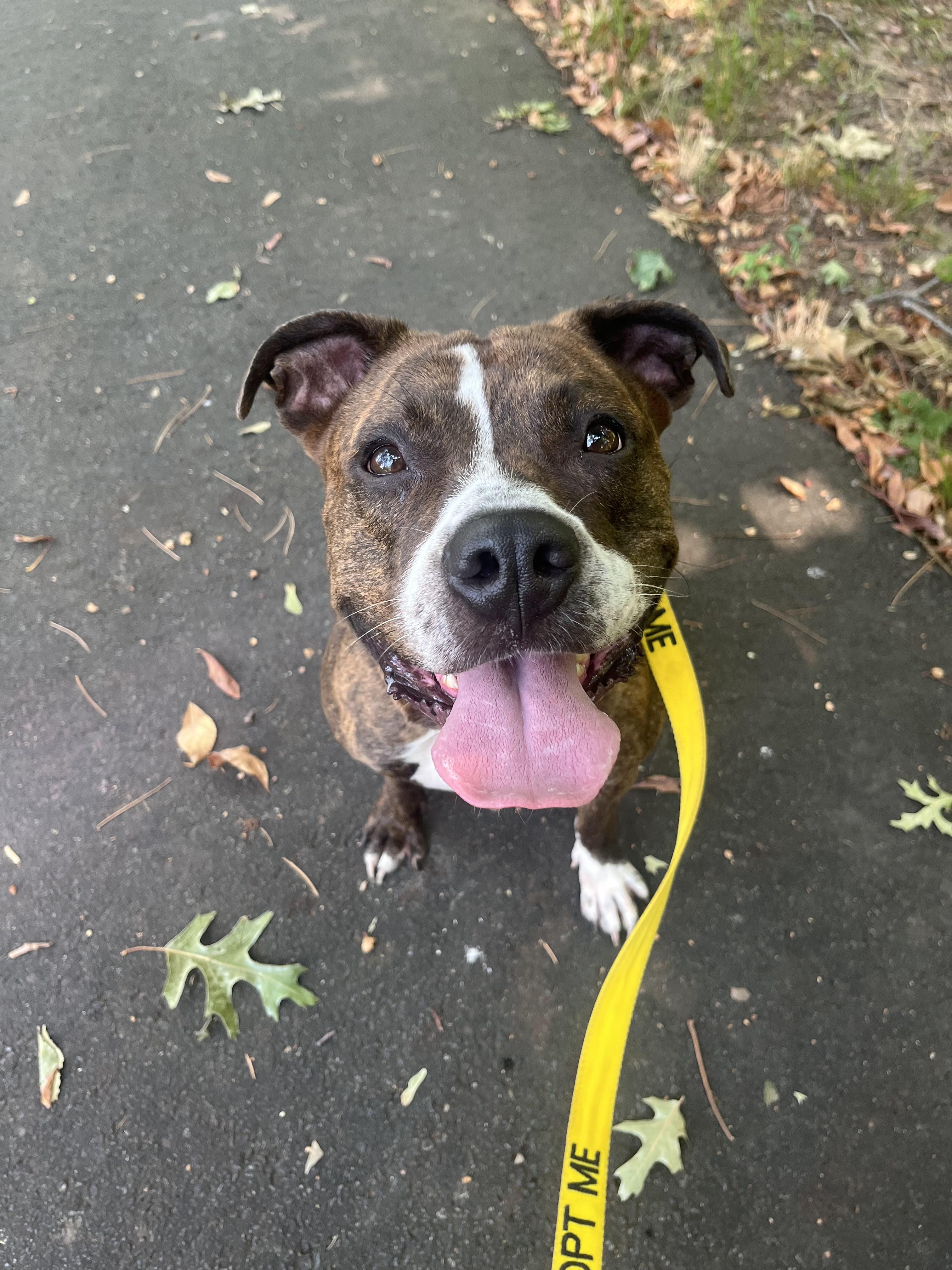 Enlarge Jazzy , a Adoptable mixed breed in East Orange, NJ image 1/5