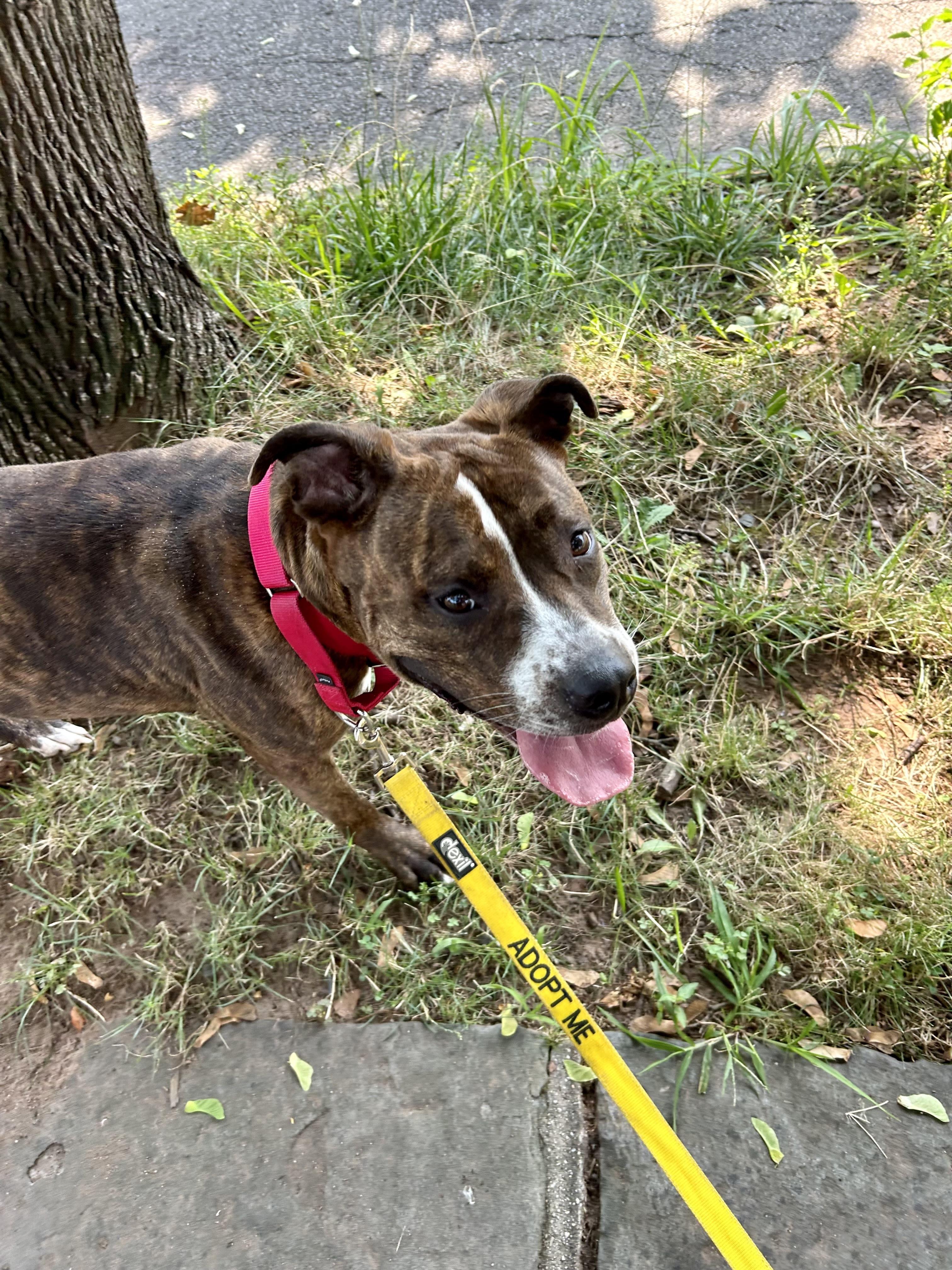 Enlarge Jazzy , a Adoptable mixed breed in East Orange, NJ image 3/5