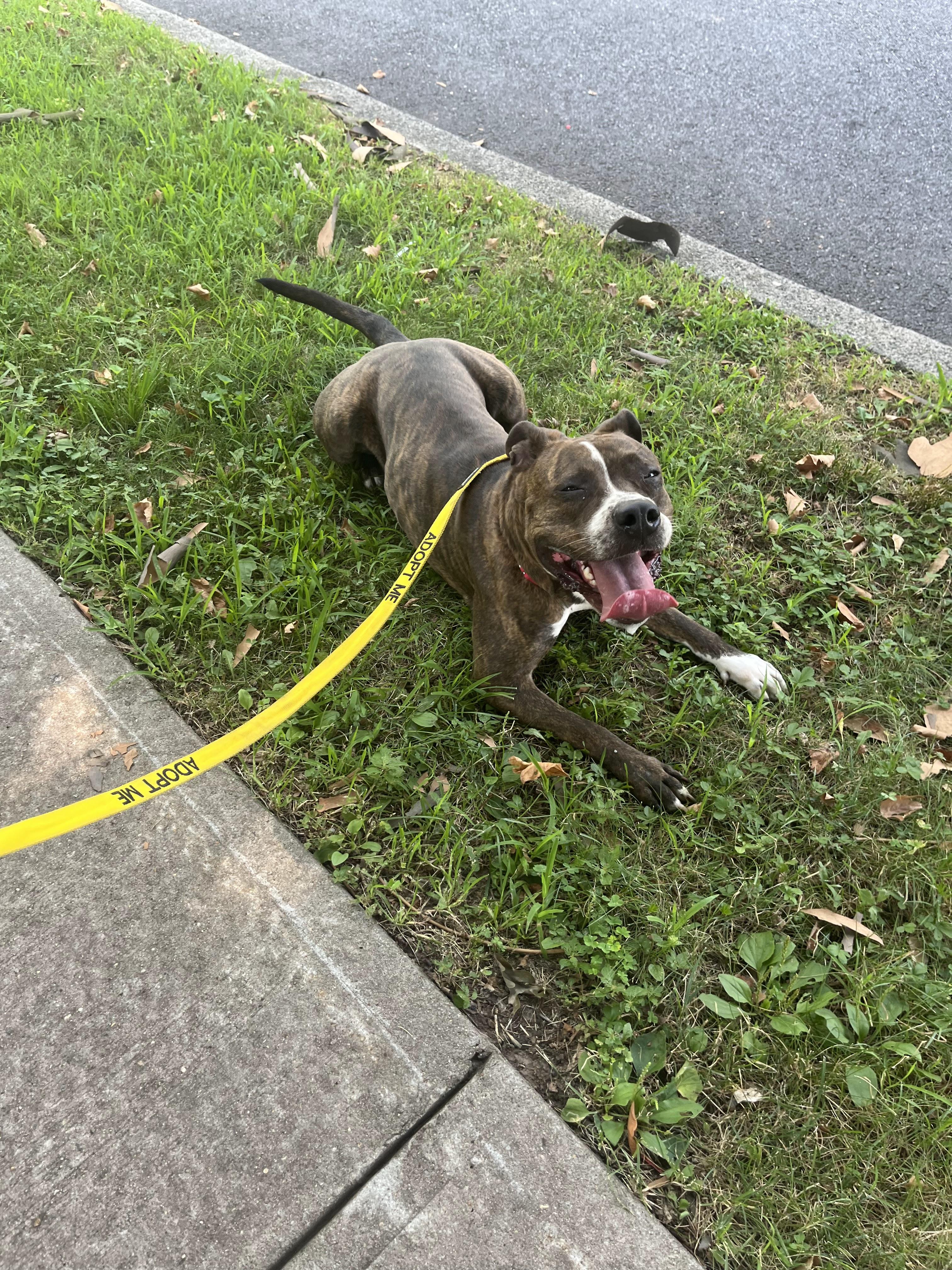 Enlarge Jazzy , a Adoptable mixed breed in East Orange, NJ image 5/5