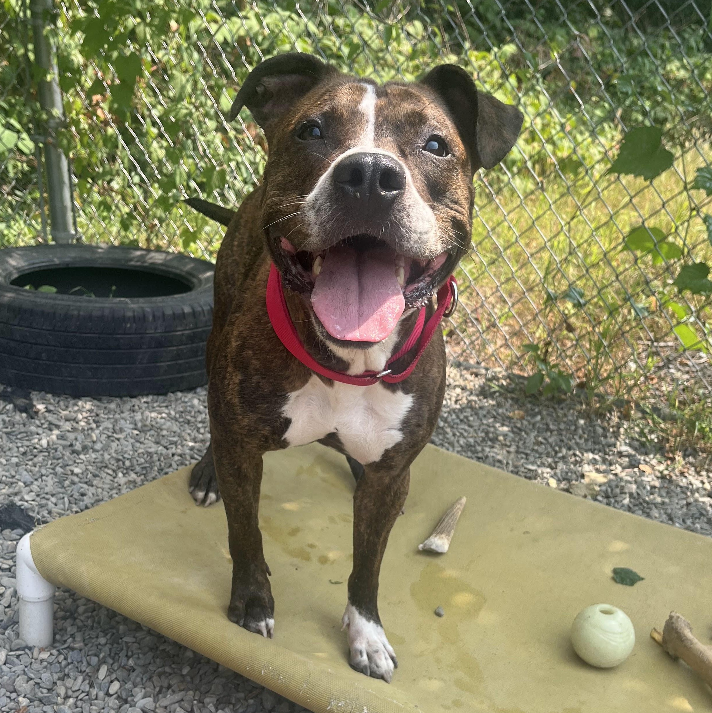 Enlarge Jazzy , a Adoptable mixed breed in East Orange, NJ image 2/5