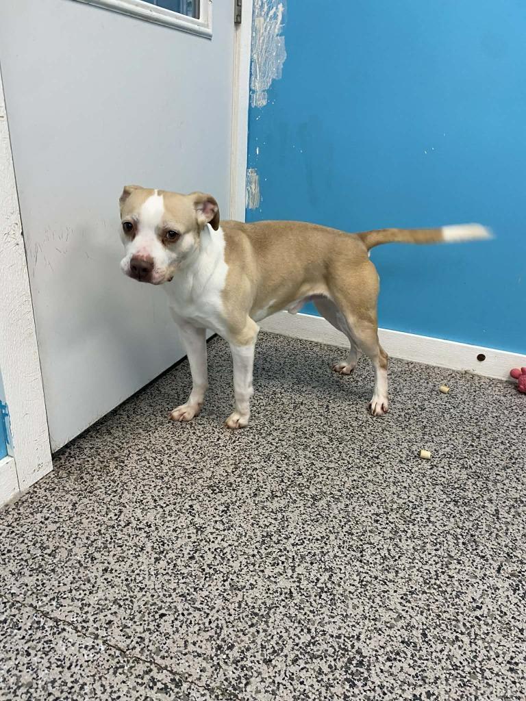 Enlarge Miles, a Adoptable mixed breed in Kendallville, IN image 1/3