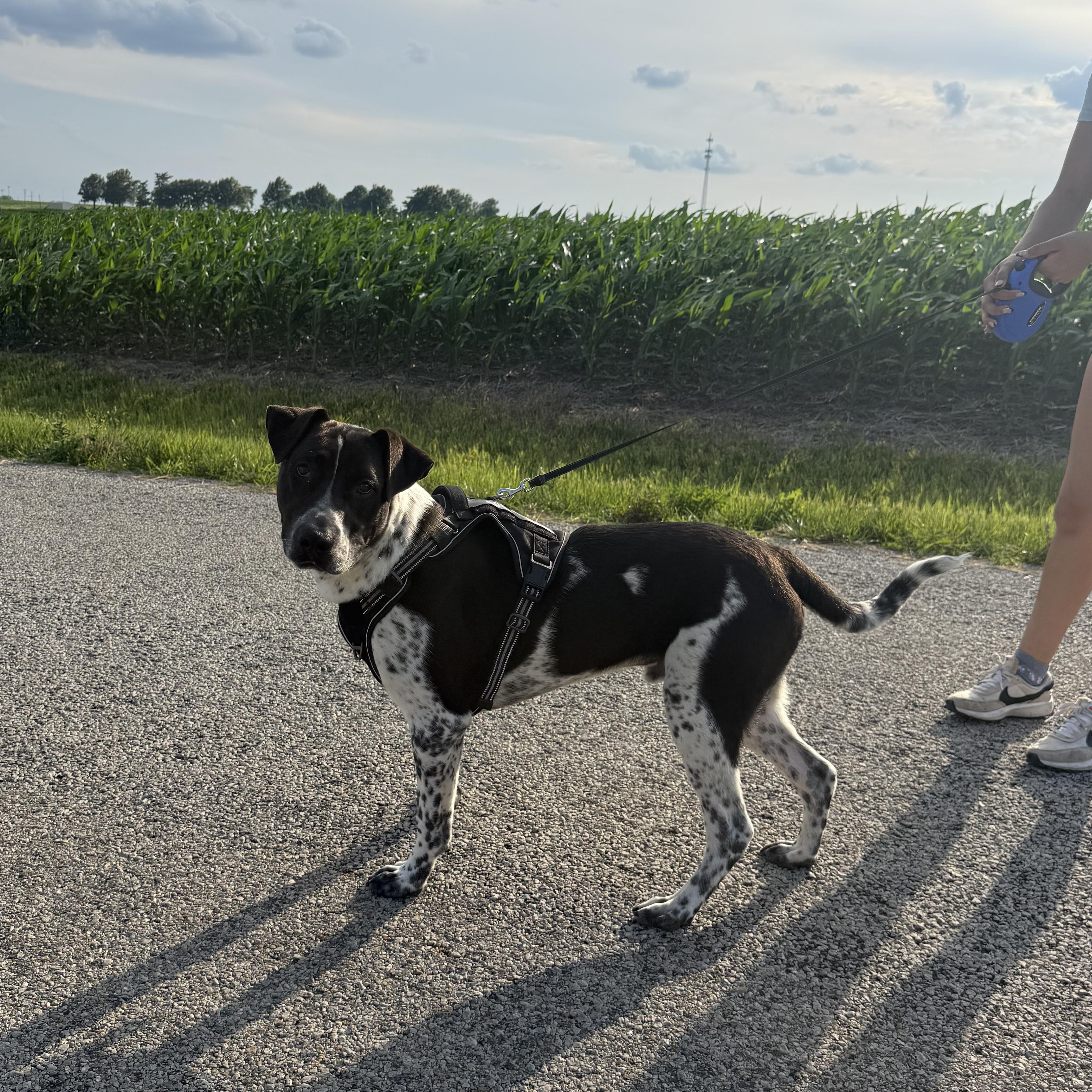 Enlarge Bodie, a Adoptable mixed breed in Hiawatha, KS image 3/5