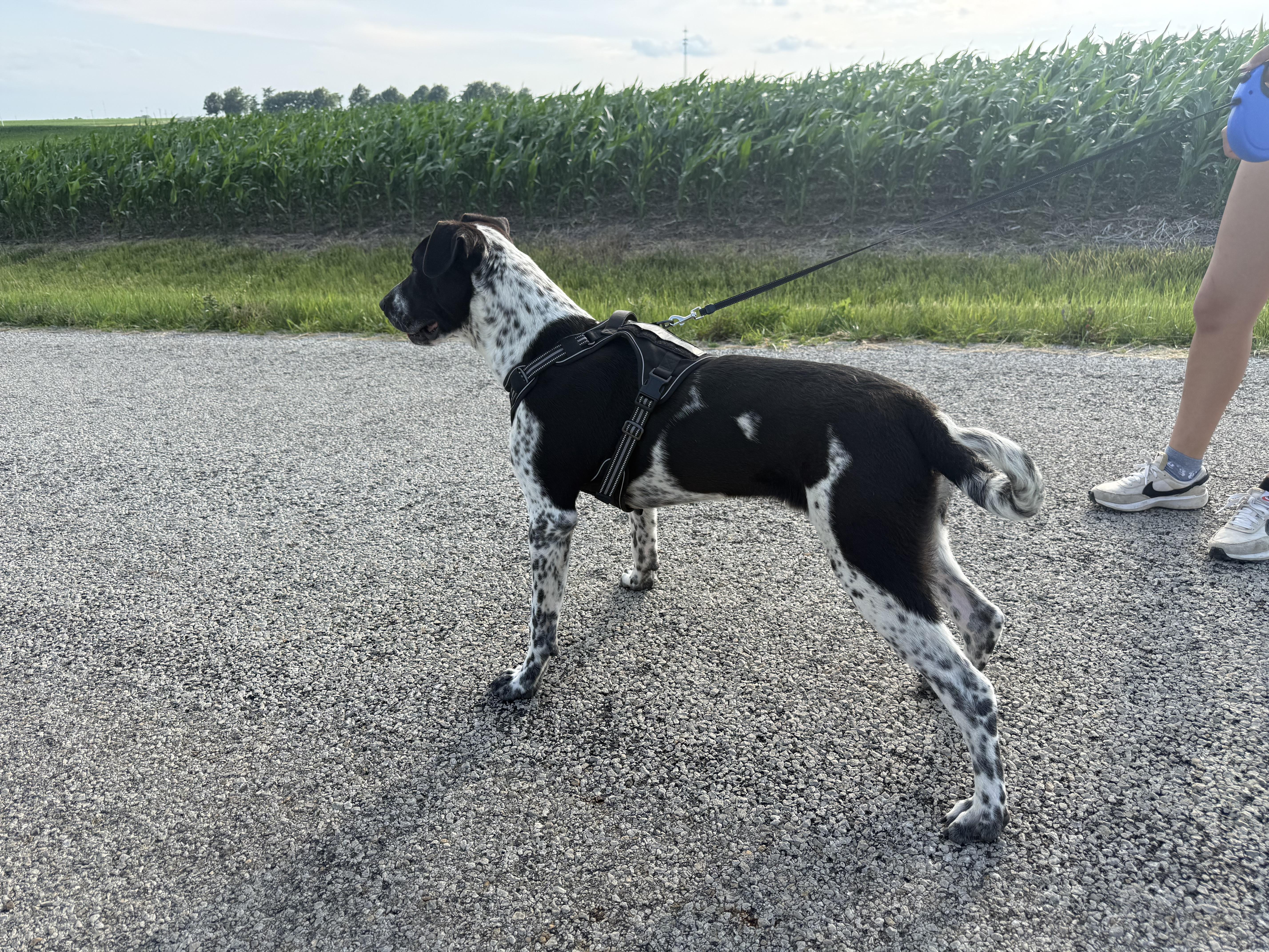Enlarge Bodie, a Adoptable mixed breed in Hiawatha, KS image 5/5