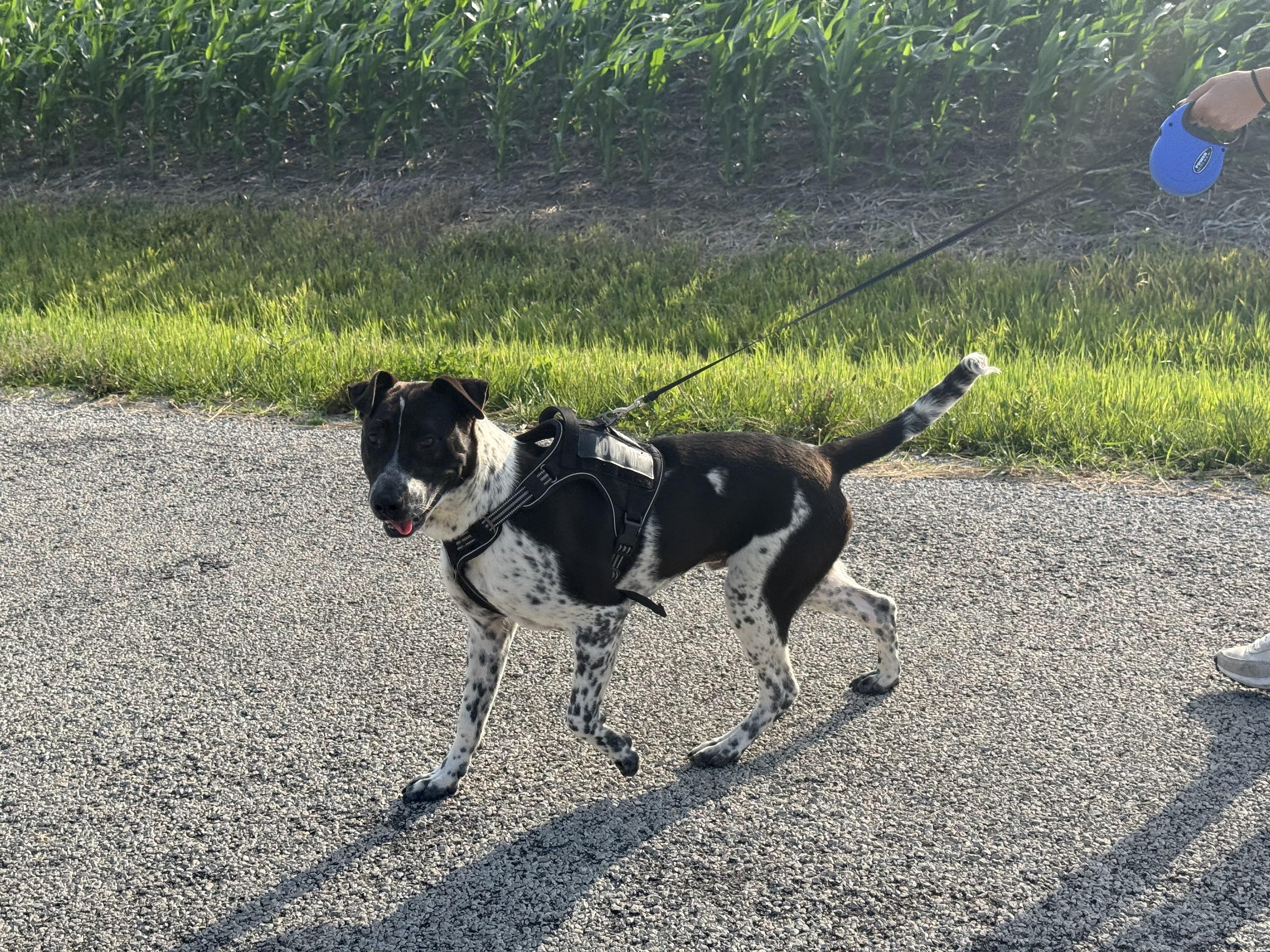 Enlarge Bodie, a Adoptable mixed breed in Hiawatha, KS image 4/5