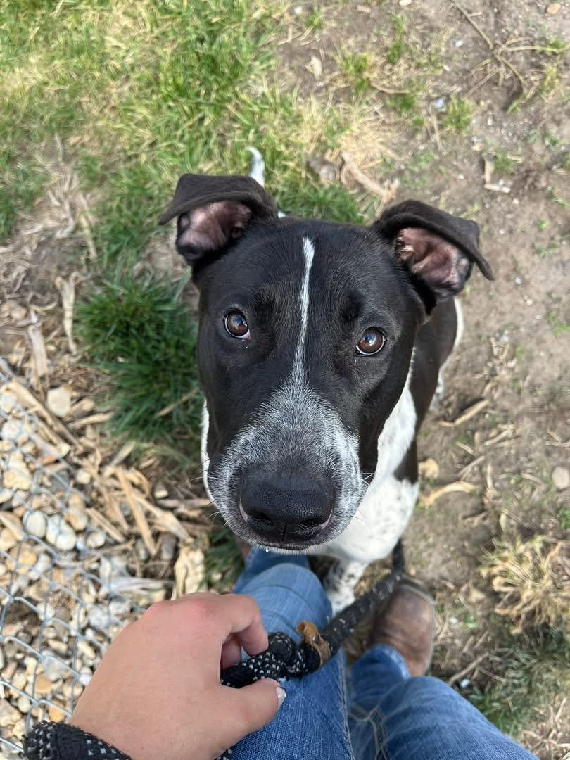 Bodie, Adoptable, Young Male Pointer.