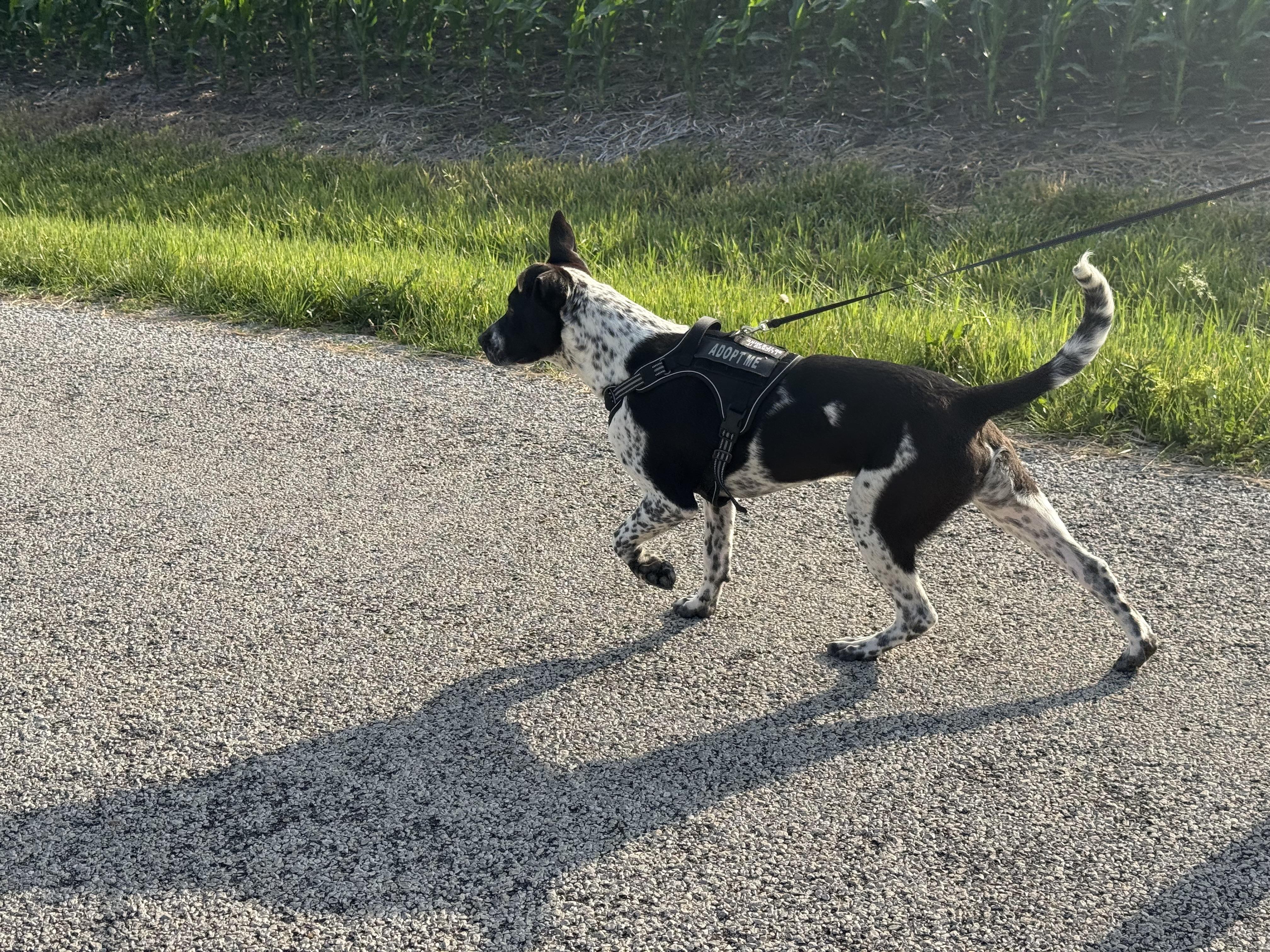 Enlarge Bodie, a Adoptable mixed breed in Hiawatha, KS image 2/5