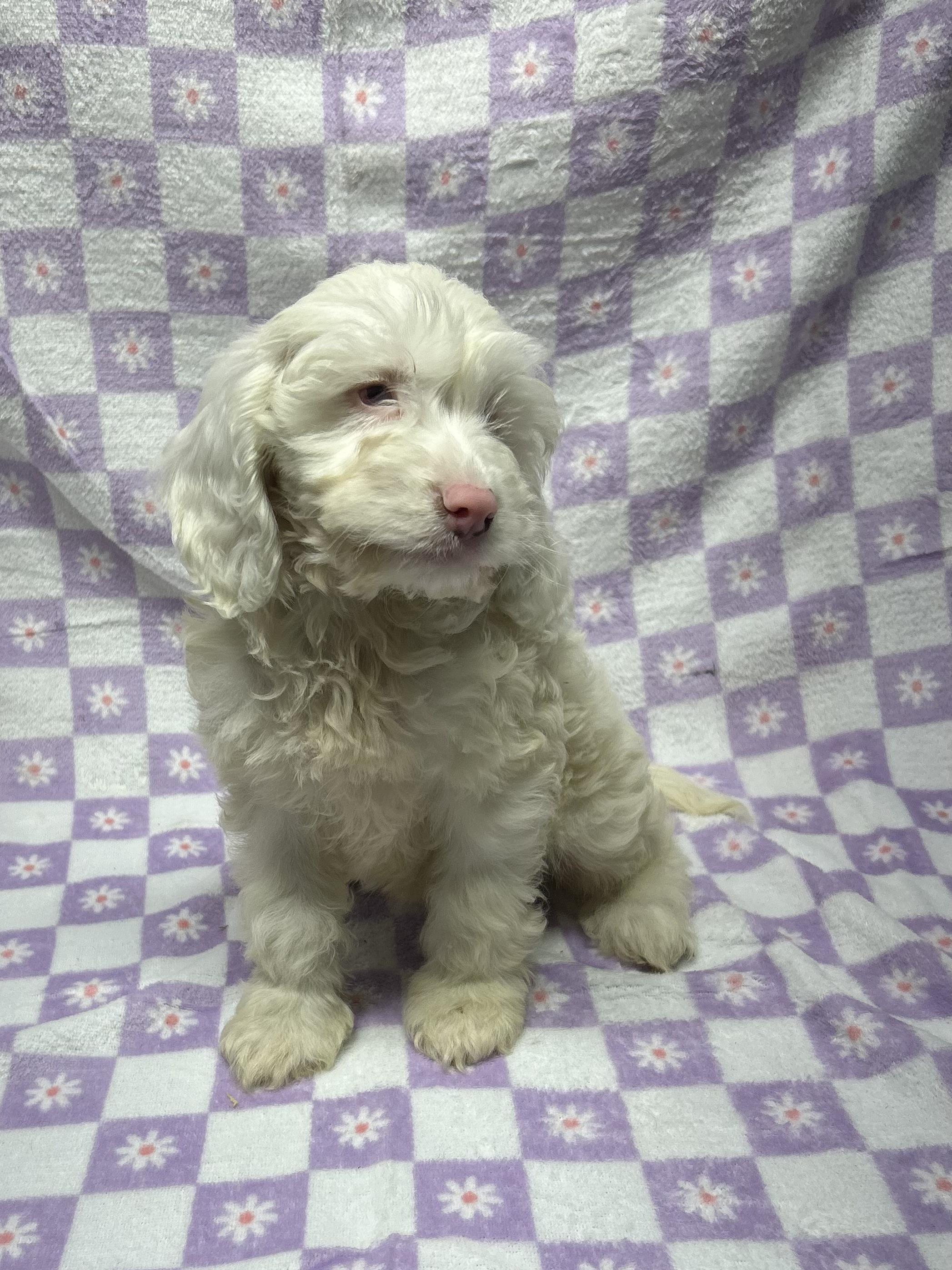 CHERRY (ohiosdrescue(at)gmail.com), an adopted Cockapoo in Rossford, OH image 2/4