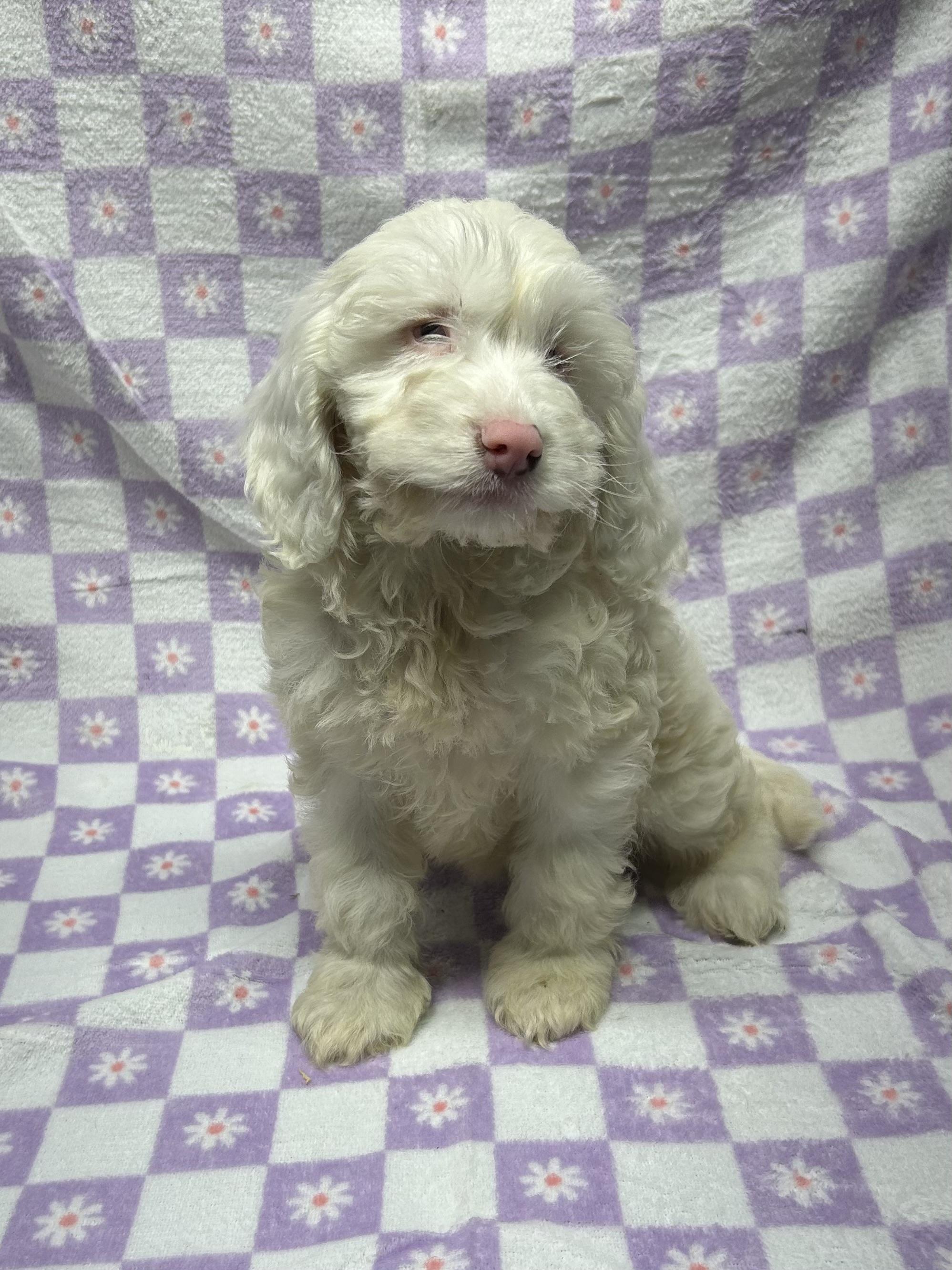 CHERRY (ohiosdrescue(at)gmail.com), an adopted Cockapoo in Rossford, OH image 3/4