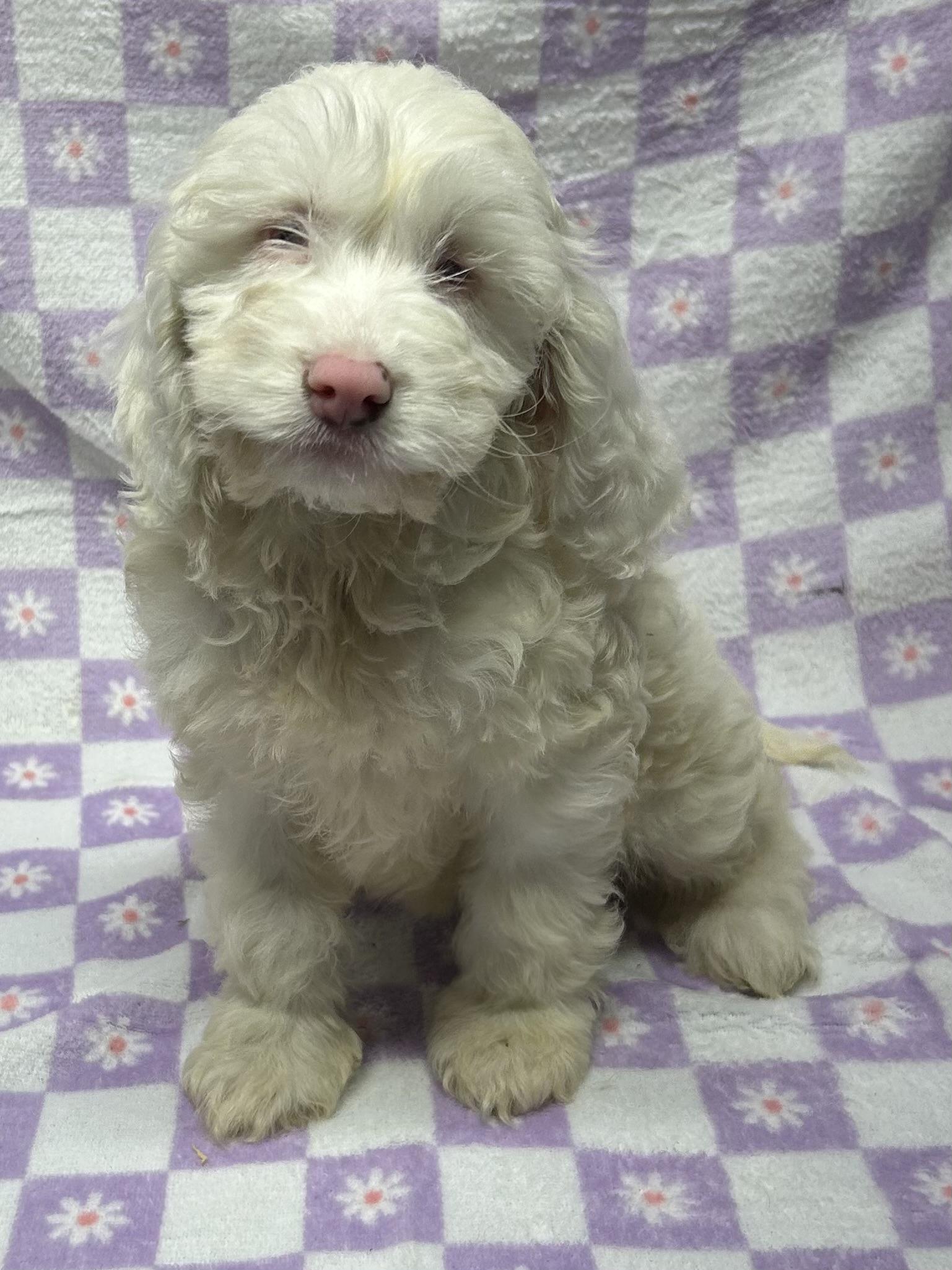 CHERRY (ohiosdrescue(at)gmail.com), adopted, Puppy Female Cockapoo.