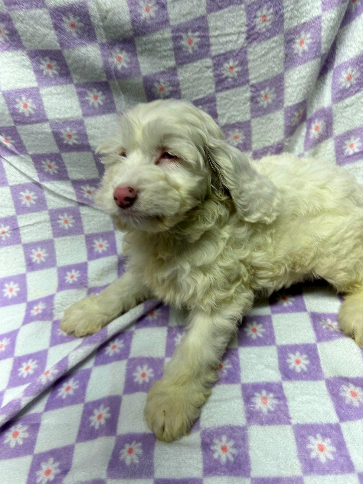 CHERRY (ohiosdrescue(at)gmail.com), an adopted Cockapoo in Rossford, OH image 4/4