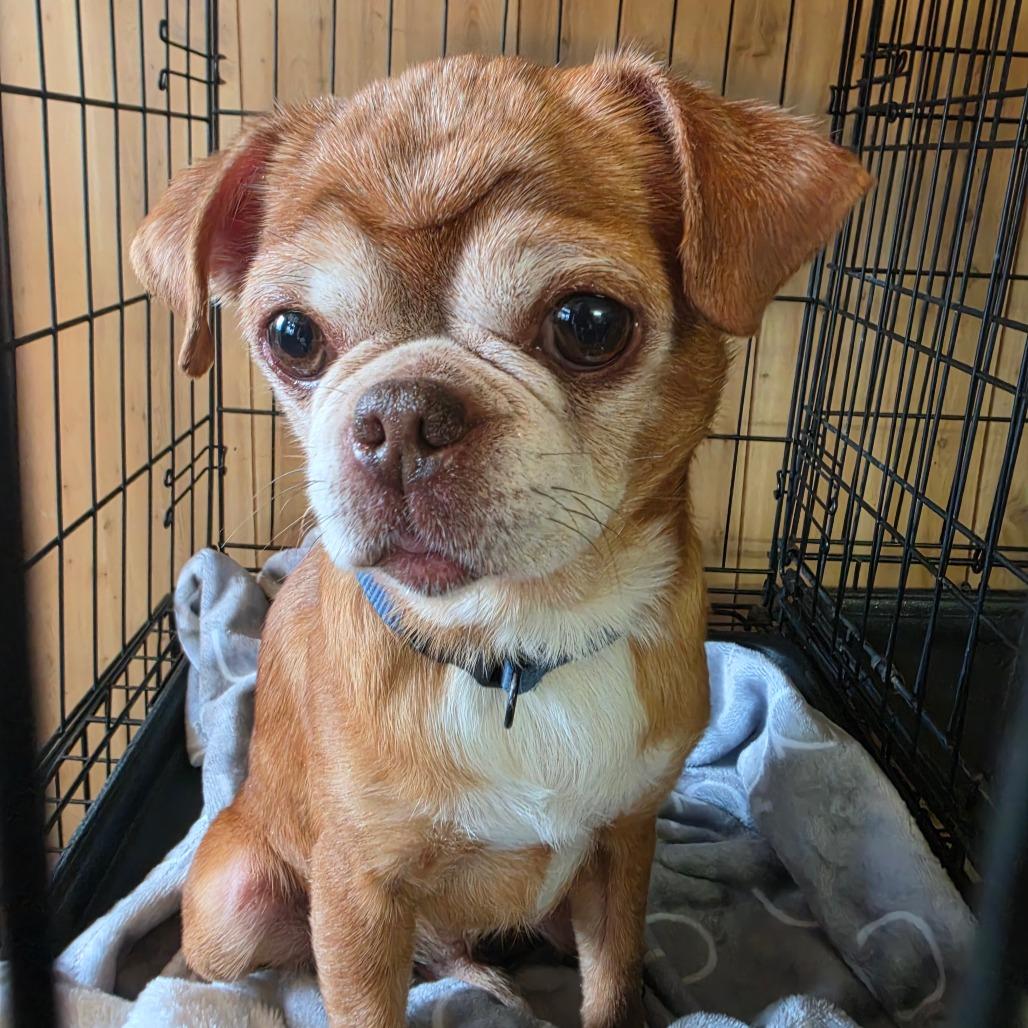 Eddie, Adoptable, Adult Male Pug & Chihuahua.