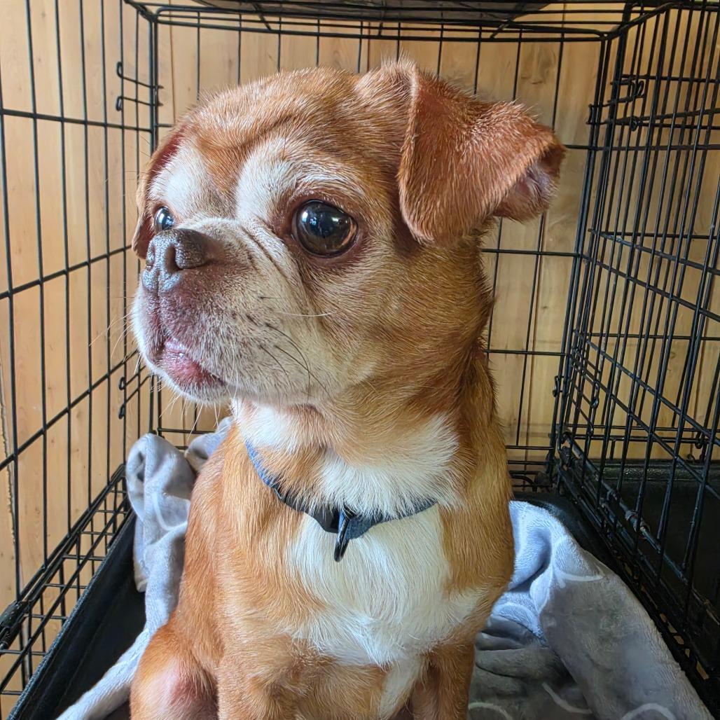 Enlarge Eddie, a Adoptable mixed breed in Pittsburg, KS image 2/2