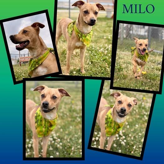 Milo, Adoptable, Young Male Chihuahua & Dachshund.