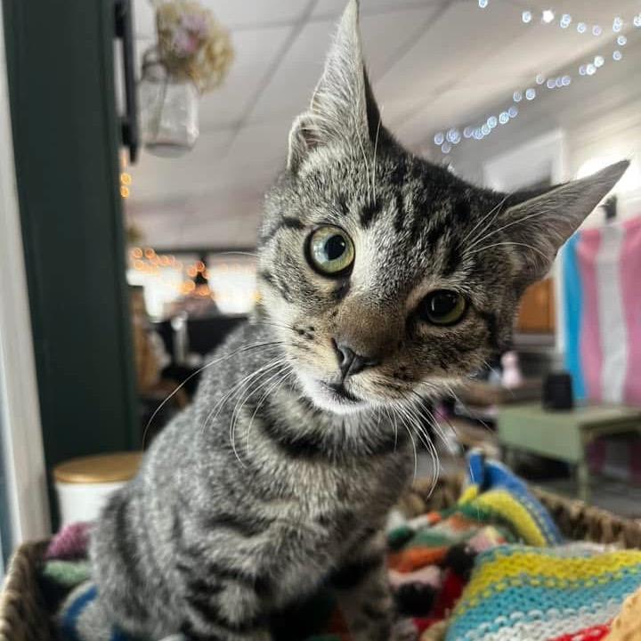 Scout, Adoptable, Young Male Domestic Short Hair.