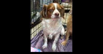 Fifi, Adoptable, Adult Female Spaniel & Mixed Breed.